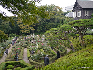 展望台から見たバラ園 - 旧古河庭園の秋のバラフェスティバル 2012