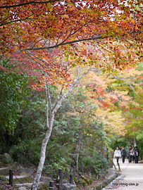 紅葉谷公園 - 紅葉谷公園の紅葉