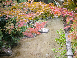 紅葉谷公園 - 紅葉谷公園の紅葉