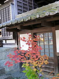 紅葉 - 馬籠宿散策