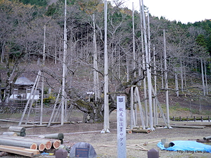 秋の淡墨桜 - 秋の淡墨桜