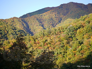 周辺の山の紅葉具合 - 「落ちたら死ぬ!!」に行ってきた（国道157号線 能郷～黒津）