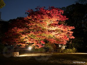 トウカエデ？ - 六義園、紅葉と大名庭園のライトアップ 2012 に行ってきた