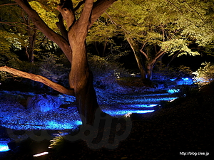 水香江ライトアップ - 六義園、紅葉と大名庭園のライトアップ 2012 に行ってきた