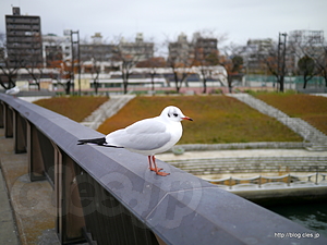 桜橋のユリカモメ - 隅田公園から眺めるスカイツリー
