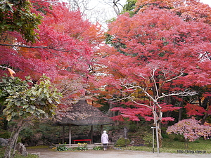丸屋と紅葉 - 小石川後楽園で紅葉狩り