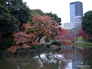 蓬莱島の紅葉 - 小石川後楽園で紅葉狩り