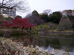 紅葉林からの一つ松 - 小石川後楽園で紅葉狩り