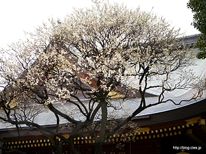 拝殿脇の白梅 - 湯島天神梅まつり 2013