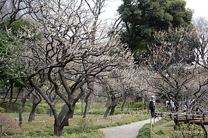 梅林 - 小石川後楽園の梅林