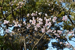 桜が咲いてるのは数本 - 王子駅から見える謎の乗り物に乗ってきた