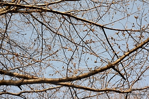 桜はまだほとんどつぼみ - 王子駅から見える謎の乗り物に乗ってきた