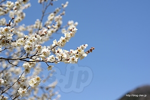 白梅 - 木下沢梅林は梅が満開