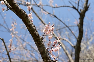 薄紅梅 - 木下沢梅林は梅が満開