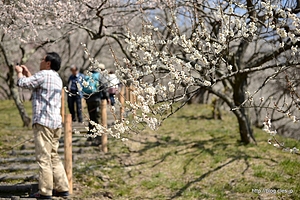 園内は沢山の人で賑わう - 木下沢梅林は梅が満開
