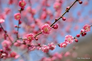 紅梅 - 木下沢梅林は梅が満開