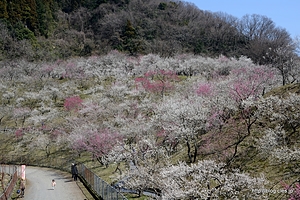 全景 - 木下沢梅林は梅が満開