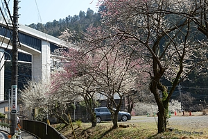 道路から見える - 湯の花梅林も満開