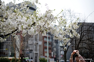 既に満開のものも - 上野公園の桜は５分咲きくらい？