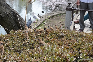 至近距離に雀がいっぱい - 上野公園の桜は５分咲きくらい？