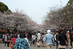 公園の中心付近は５分咲き - 上野公園の桜は５分咲きくらい？