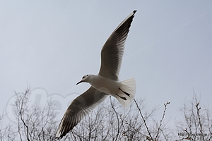 空を飛ぶカモメ - 上野公園の桜は５分咲きくらい？