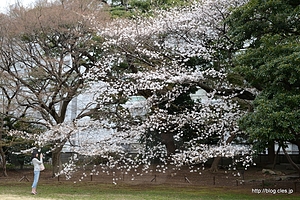 ソメイヨシノ - 旧岩崎邸庭園の桜
