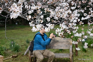 カメラ男子も出没 - 旧岩崎邸庭園の桜