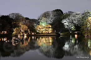 玉藻の磯から吹上茶屋方面を望む - 六義園 しだれ桜と大名庭園のライトアップ 2013 にいってきた