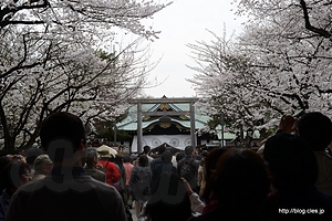 中門鳥居越しの拝殿と桜 - 靖國神社と桜の標本木