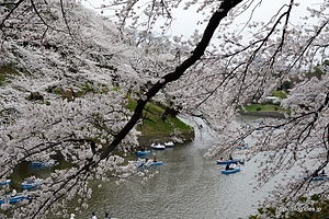 千鳥ケ淵の桜 - 千鳥ケ淵緑道から見る桜