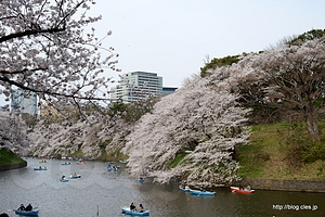 千鳥ケ淵緑道から見る北の丸 - 千鳥ケ淵緑道から見る桜