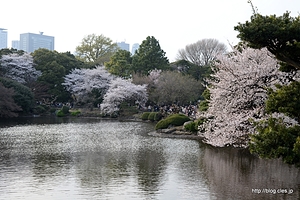 中の池の橋付近から - 新宿御苑の桜