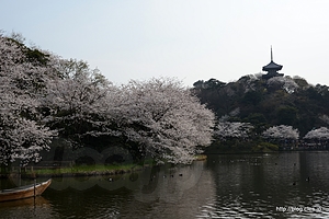 大池正門付近から旧燈明寺三重塔を望む（15時すぎ） - 横浜 三溪園 「観桜の夕べ」 2013 で夜桜を眺める