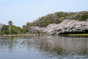 三溪記念館から正門方向を望む（夕暮れ前） - 横浜 三溪園 「観桜の夕べ」 2013 で夜桜を眺める
