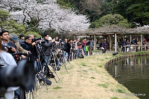 正門付近の撮影ポイントにはカメラが並ぶ - 横浜 三溪園 「観桜の夕べ」 2013 で夜桜を眺める