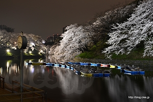 ボート乗り場付近から北の丸方面を望む - 千鳥ケ淵緑道から見る夜桜