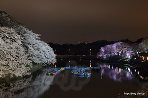 千鳥ケ淵緑道から吹上御所方面を望む - 千鳥ケ淵緑道から見る夜桜