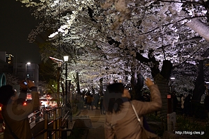 緑道の様子 - 千鳥ケ淵緑道から見る夜桜