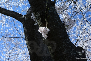 満開のソメイヨシノ - 冨士霊園は桜が満開