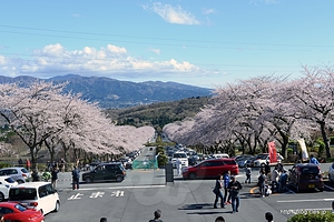 山側からの眺め - 冨士霊園は桜が満開