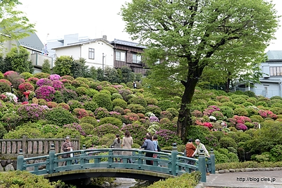 つつじ苑（神橋付近から） - 文京つつじまつり 2013 にいってきた