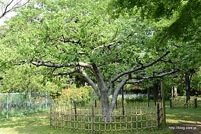 ニュートンのリンゴ - 小石川植物園を散策