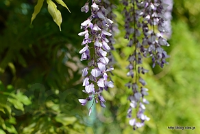 ノダフジ - 小石川植物園を散策