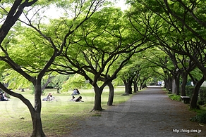 イロハモミジ並木 - 小石川植物園を散策
