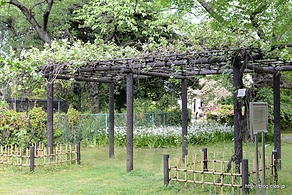 メンデルの葡萄 - 小石川植物園を散策