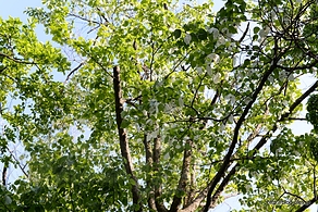 ハンカチの木 - 小石川植物園を散策