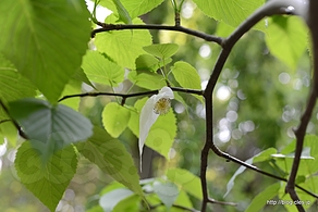 ハンカチの木の花 - 小石川植物園を散策