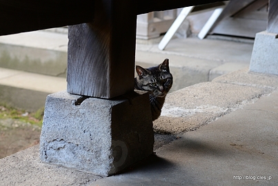 境内には猫がたくさん - 白山神社