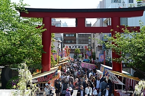 男橋から大鳥居方面 - 亀戸天神の藤まつり 2013